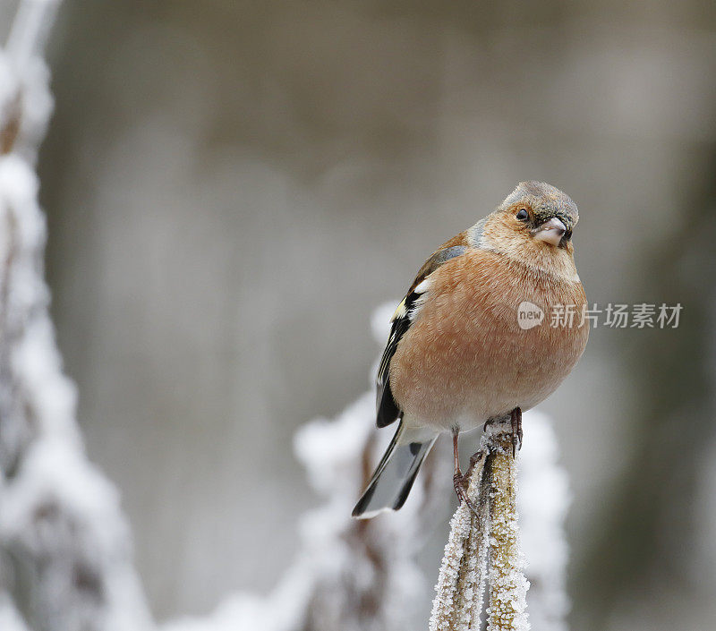 冬天的苍头燕雀(Fringilla coelebs)